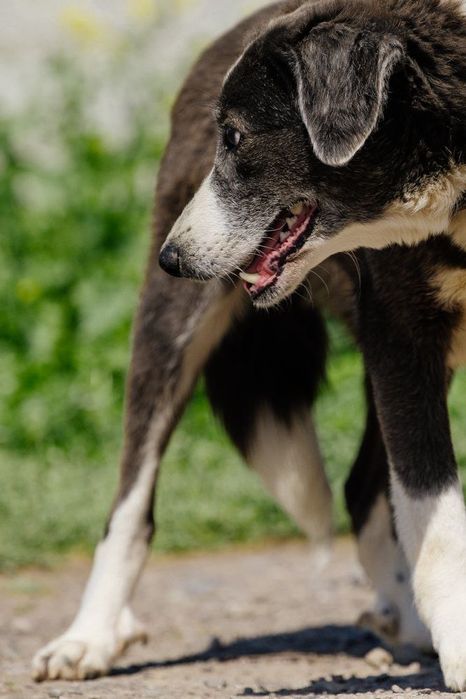 Девочка Ласка ищет дом!