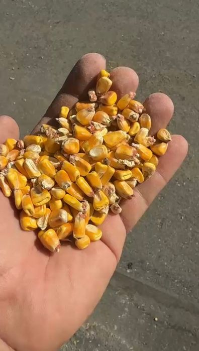 Пшеница.Платный чат!Все корма