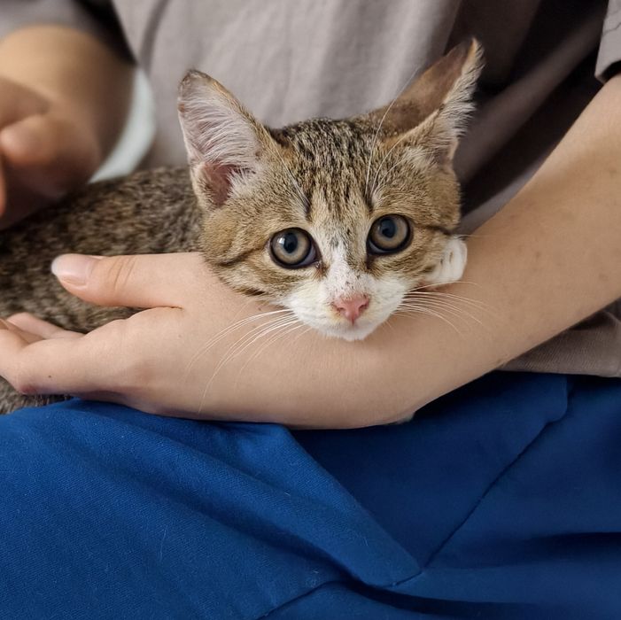 Котенок в добрые руки