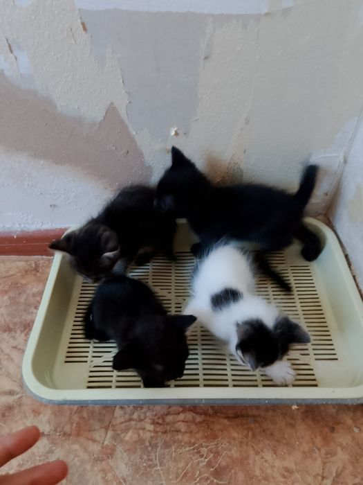 Отдам котят в добрые руки
