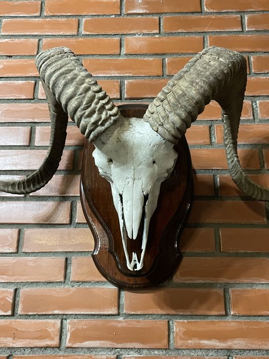 Трофейные рога архара