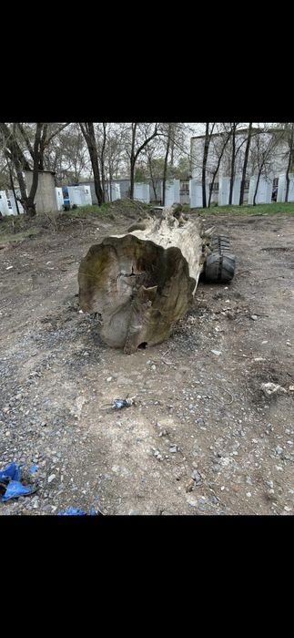 Бревно породы карагача