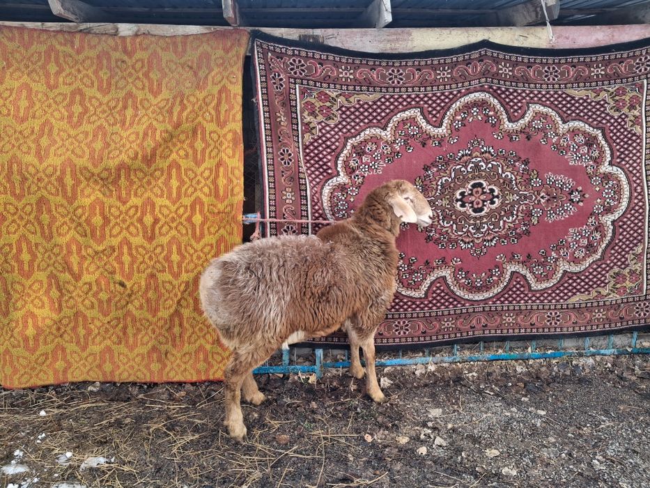 Арашан қозы сатылады