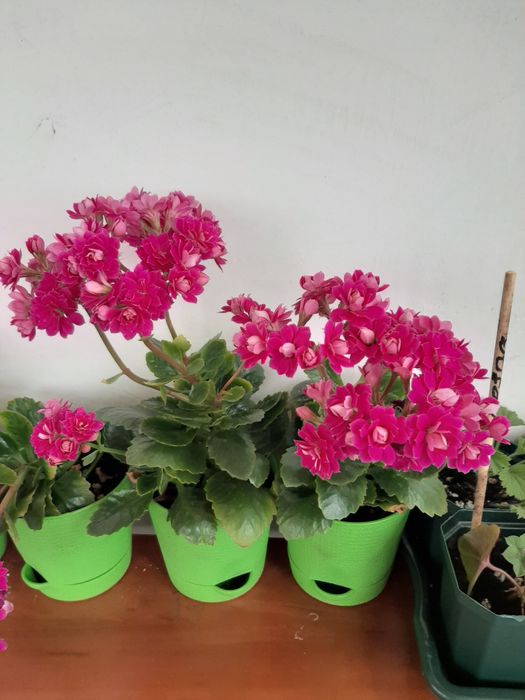 комнатные растения