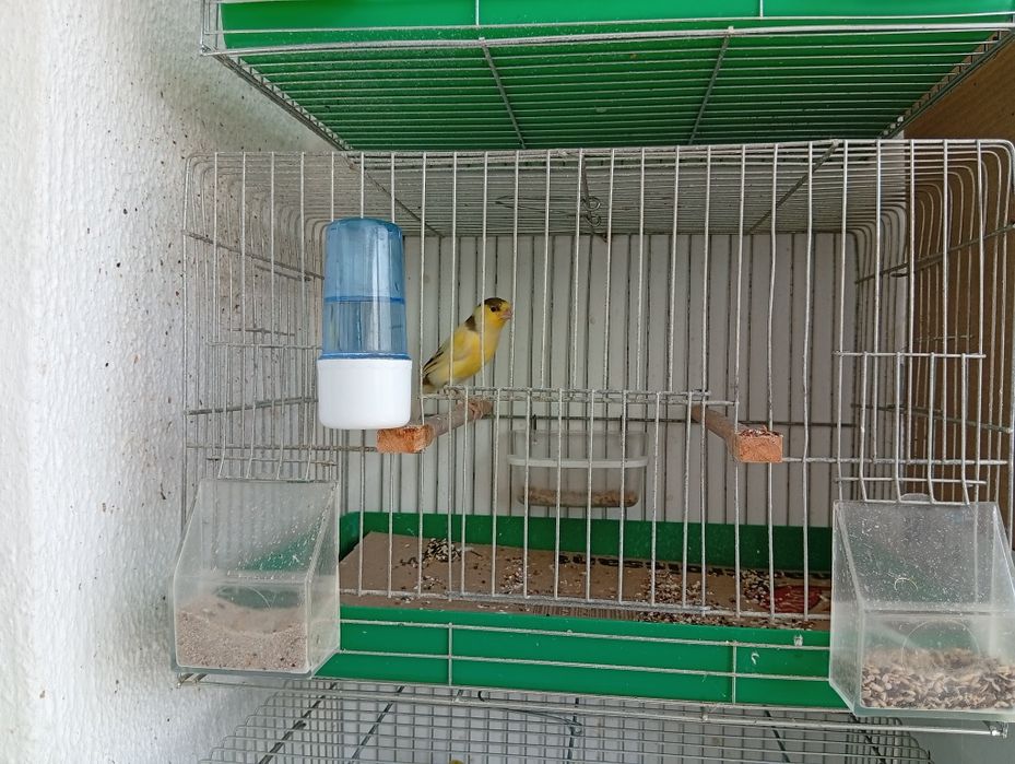 Продавам две канарчета по 30 евро