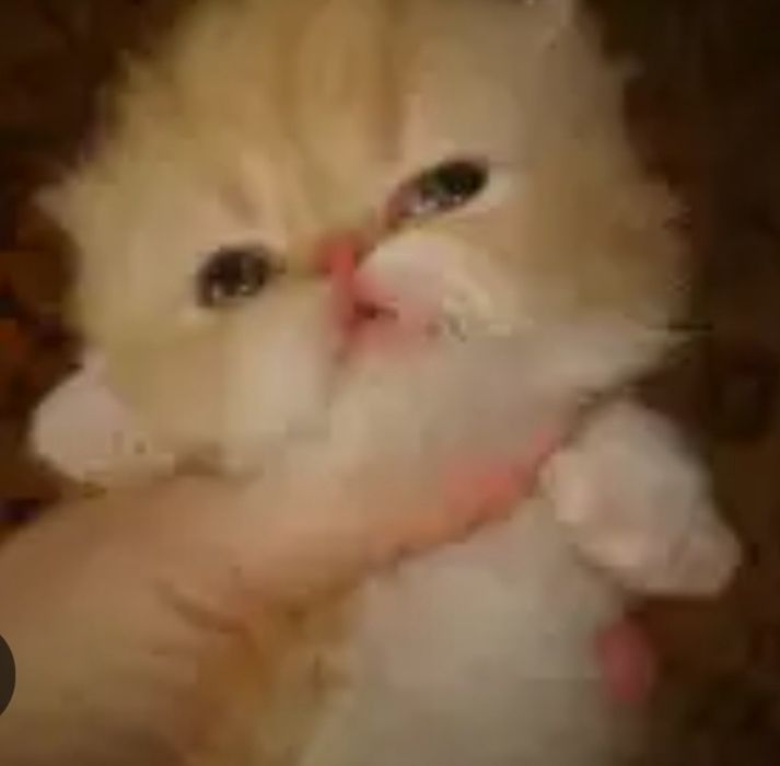 Персидские малыши