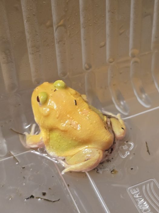 Чакская рогатка Пикачу