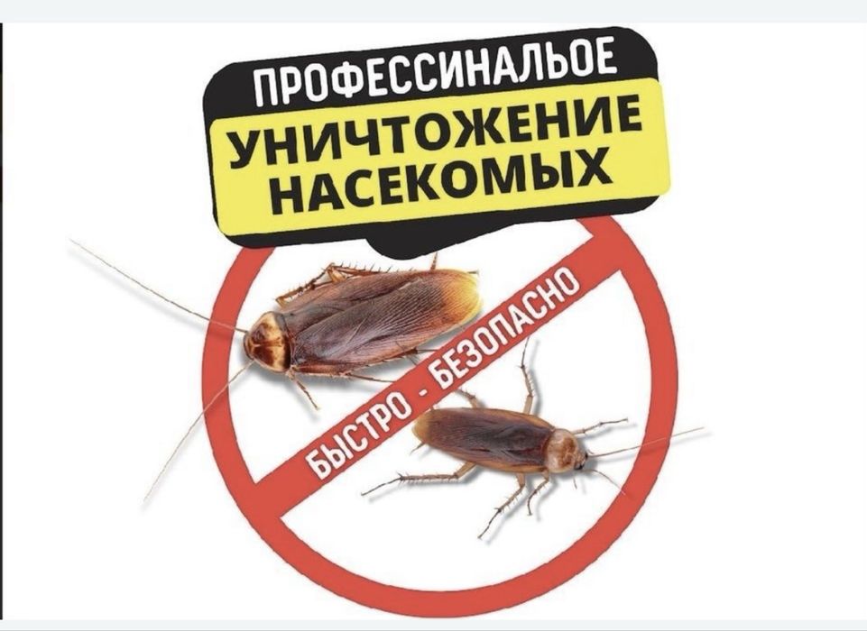 Дезинфекция таракан кандала бурге кене