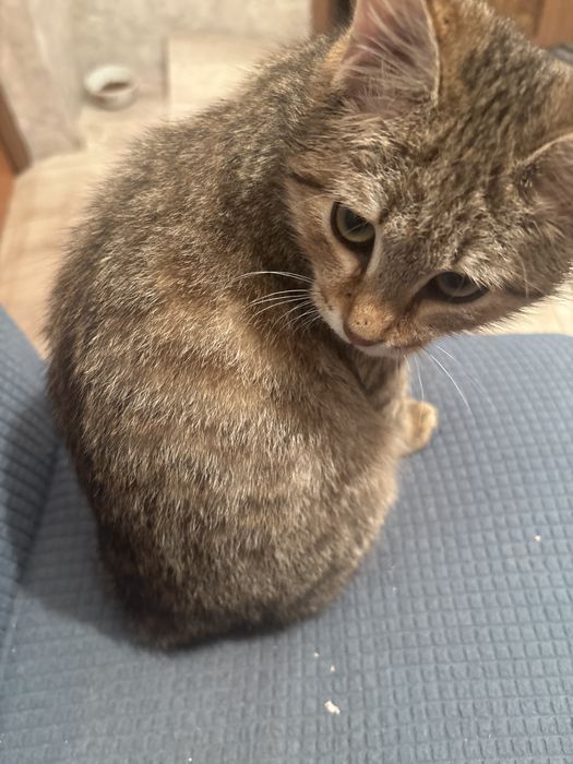 Отдам котенка 4 месяца