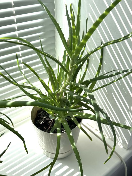 Алое столетник цветы