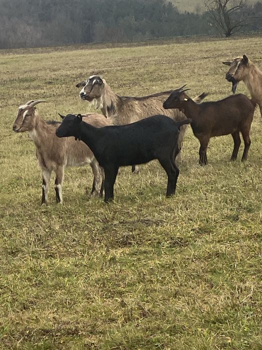 Vand 5 capre gestanete