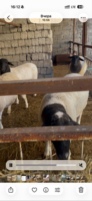 Наличными в кредит нету , дорпер африканские