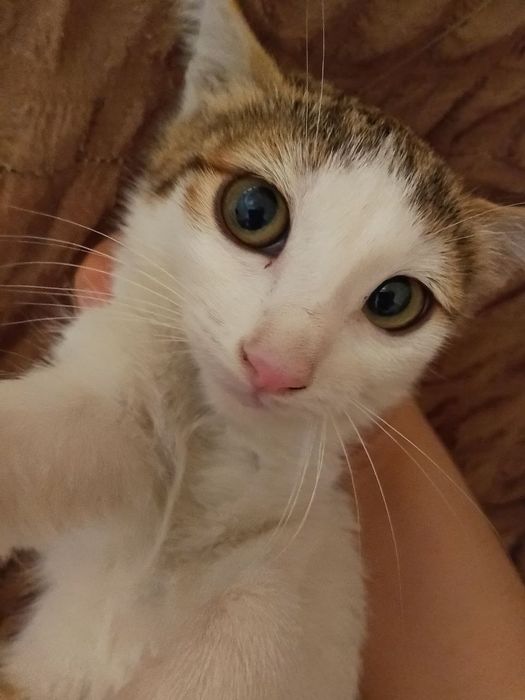 Mushuk bolasi tekinga beriladi