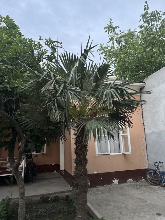 fan palma sotiladi buyi 2.5m+