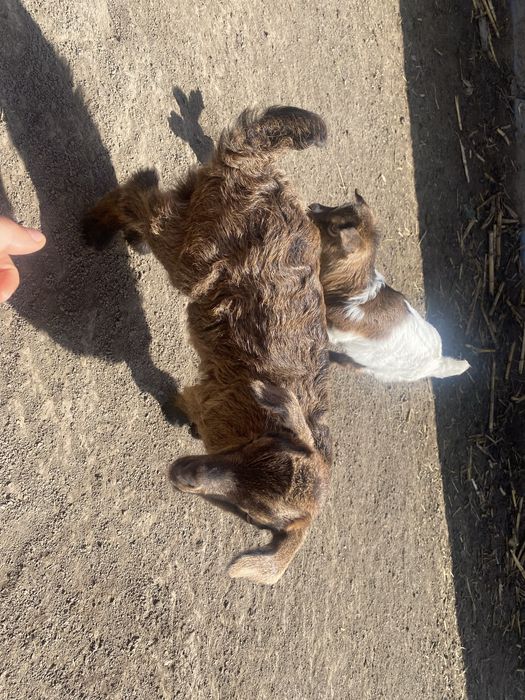 Vand 10 capre bune de lapte.