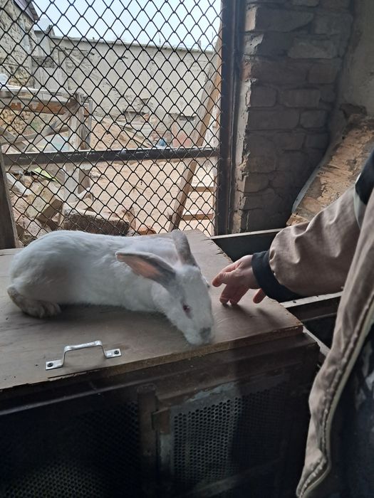 Продаются кролики