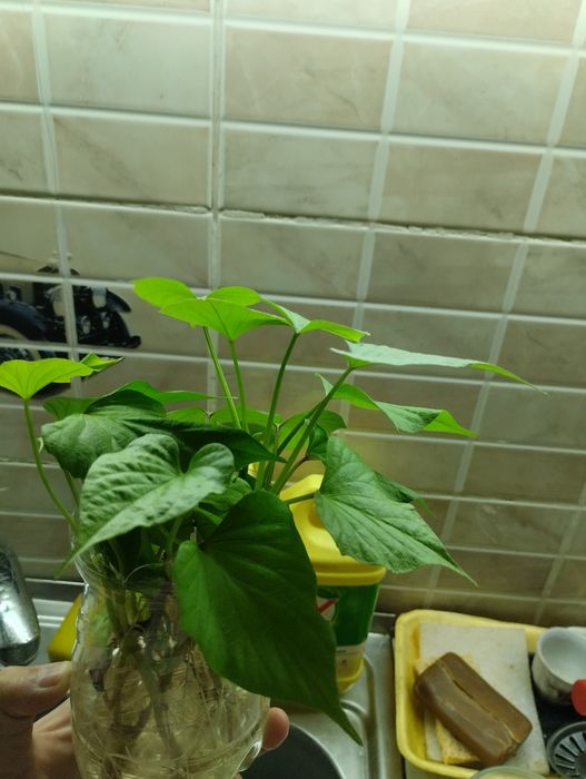 Батат  клубни 1500за кг