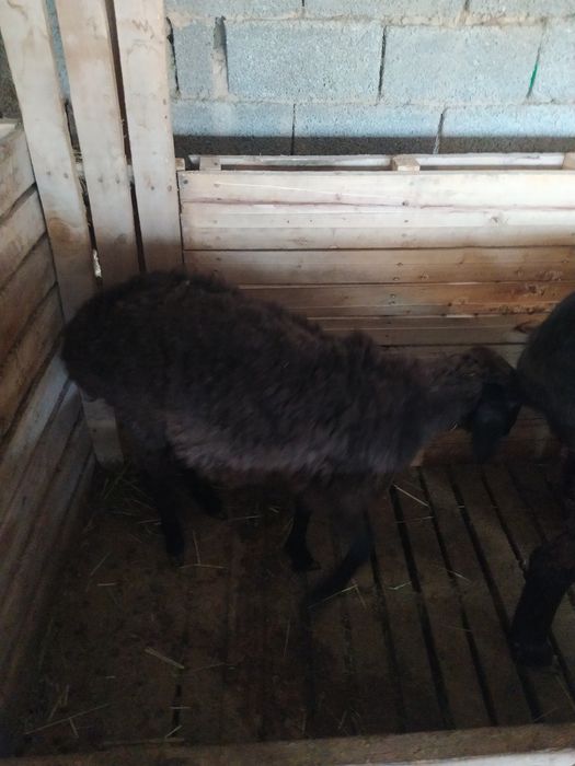 Кошкар  козылар  сатылады