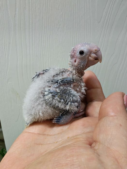 Продаётся птенец попугая Пирруры