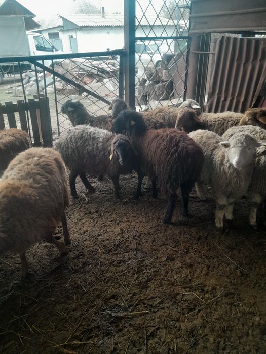 Продам баран в круг