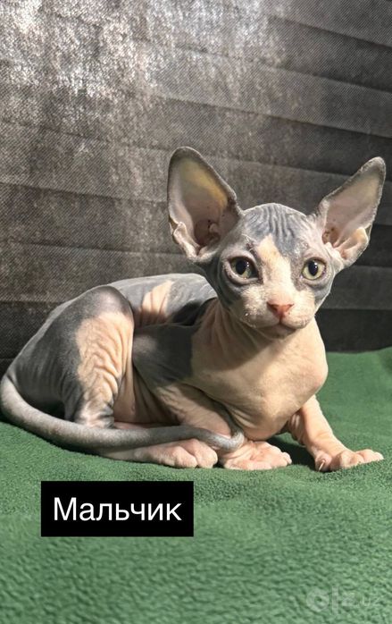 Сфинксы котята...