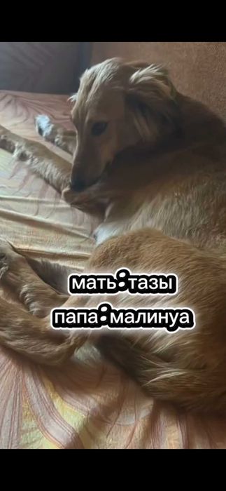 Отдам в добрые руки щенков