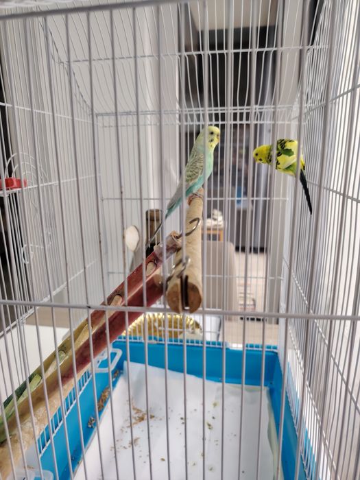 Vind papagali perusi pereche cu tot cu cușcă și accesoriii