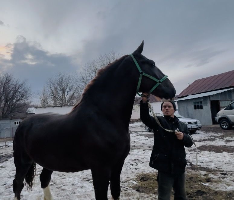 Продам Элитную Кобылу