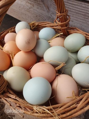 Яица домашние для инкубатора