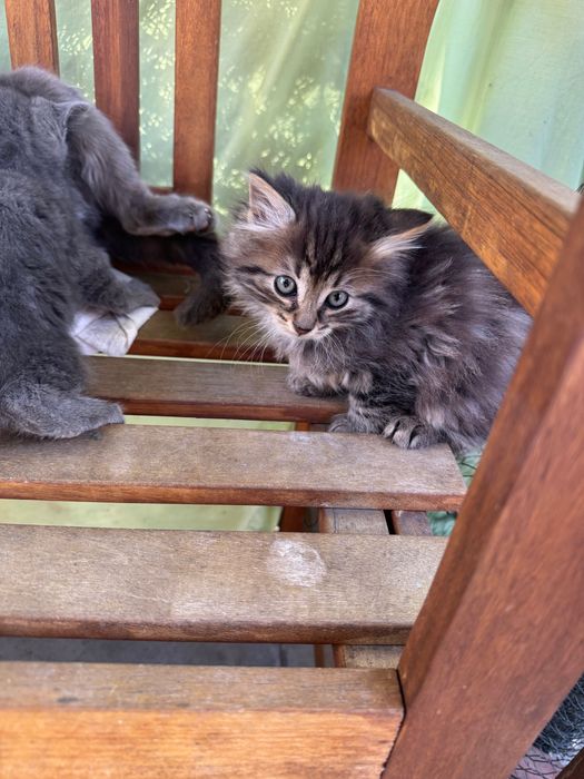 Малки пухчовци търсят нов дом