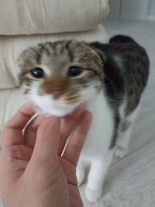 Мальчик Котёнок ищет дом