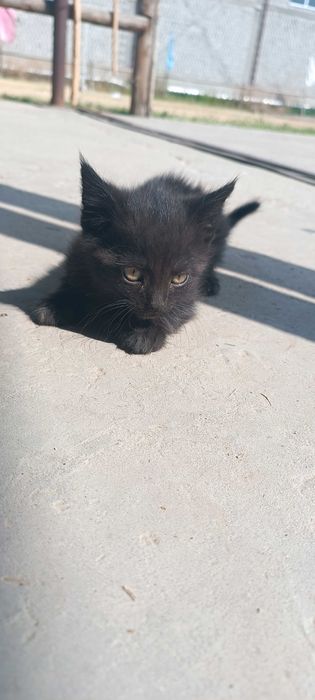 Котята в хорошие руки