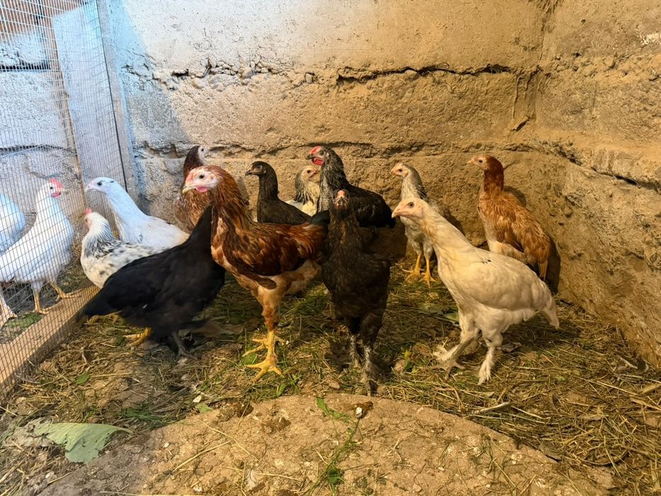 3айлык балапандар