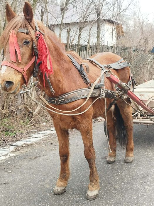 Vând cal castrat foarte cuminte în vârstă de 10 ani fără defecte. Calu