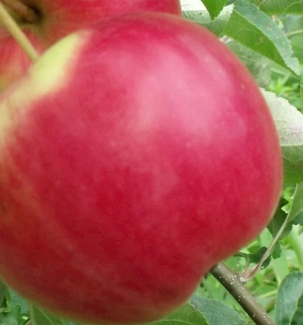 Mar (Soiul Red Melba )