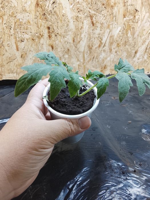 Продам рассаду помидор