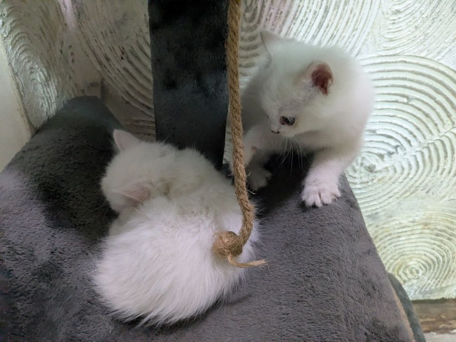 белые котята, 3 кота