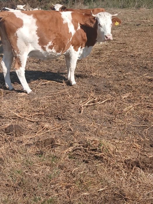 Vaca baltată  românească