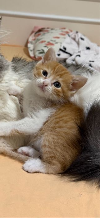 Котенок мальчик 1,5 месяца