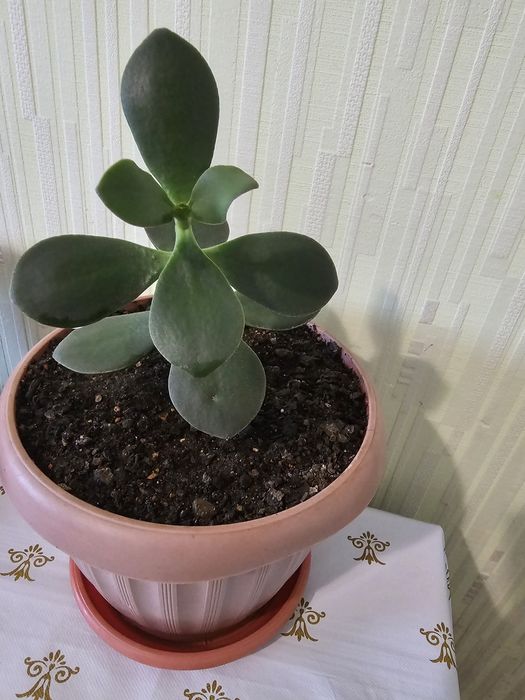 Толстянка денежное дерево