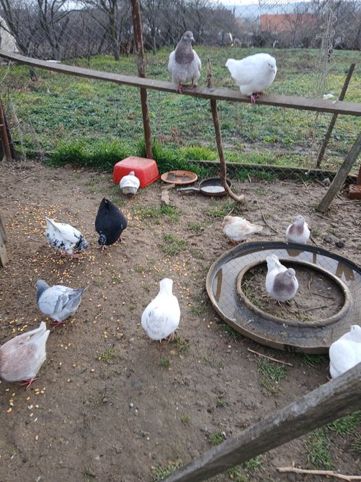 Vand porumbei TEXANI