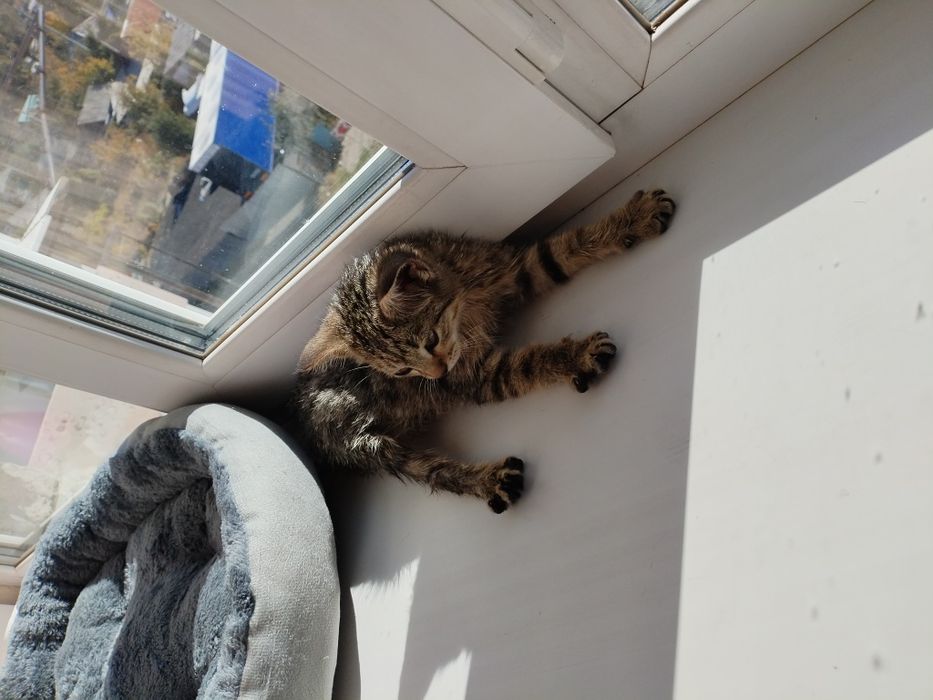 Отдам котёнка бесплатно+ корм
