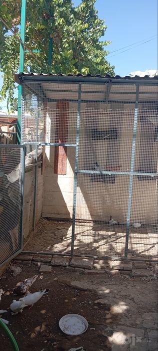 Qafas valer kaftar tavuq