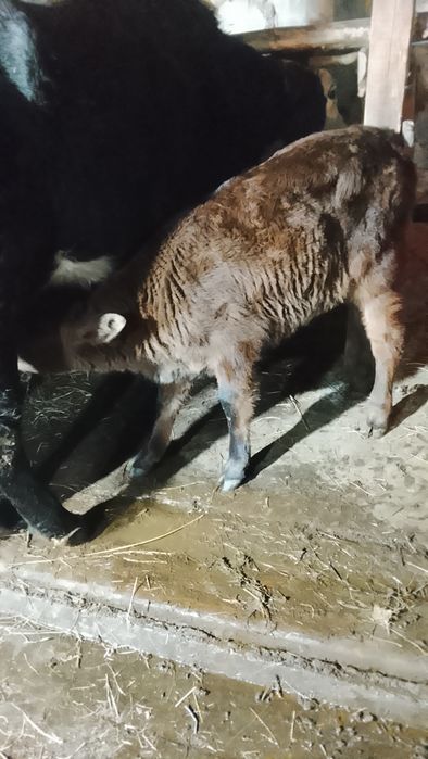 Теленок                     .