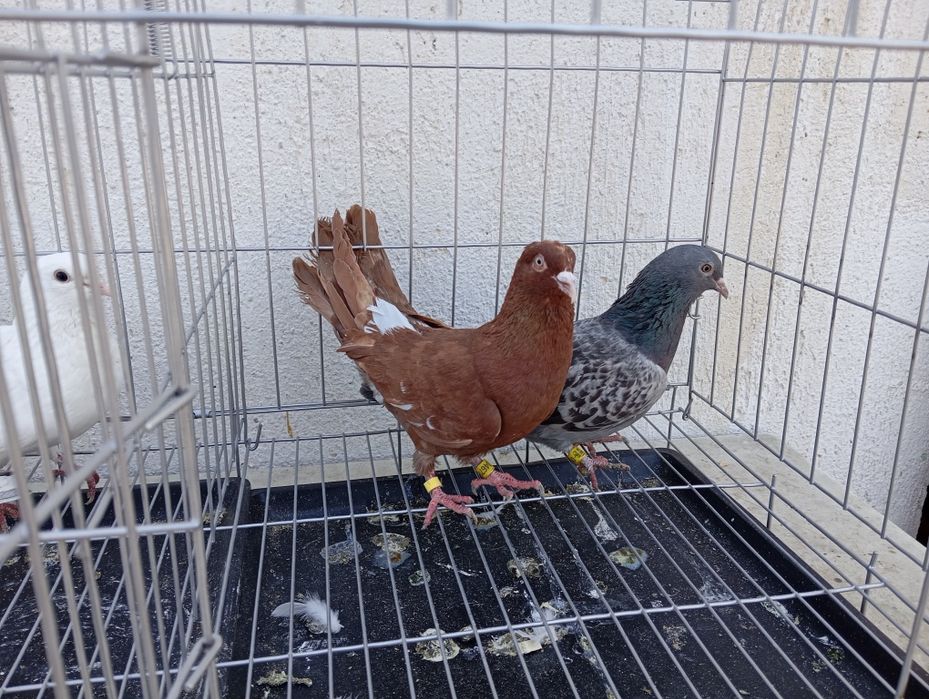 Продаются голуби