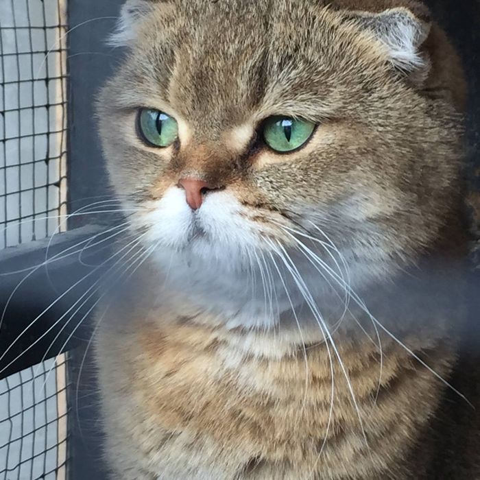 Красивый домашний кот с зелёными глазами