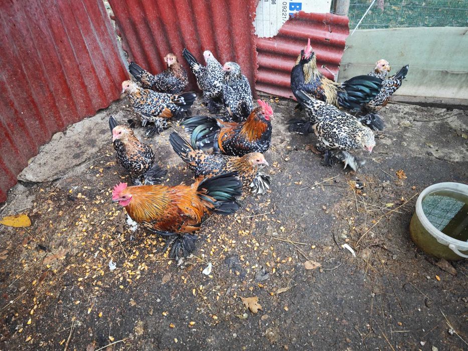 Familie de găini mii de florii