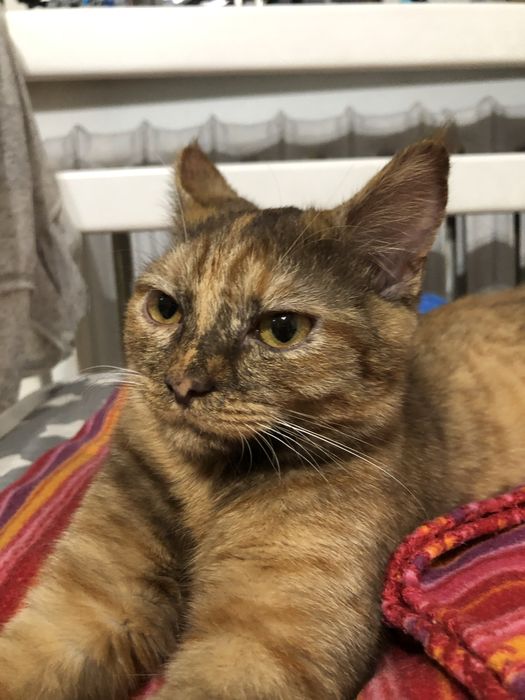 Кошка очень красивая отдам