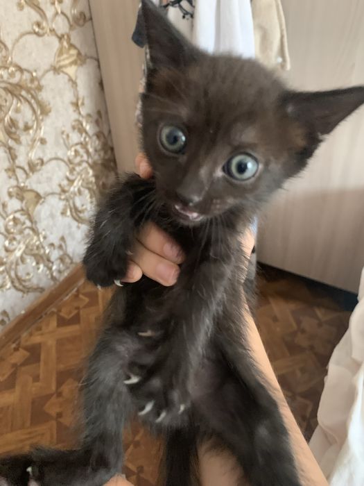 Отдам котят в добрые руки