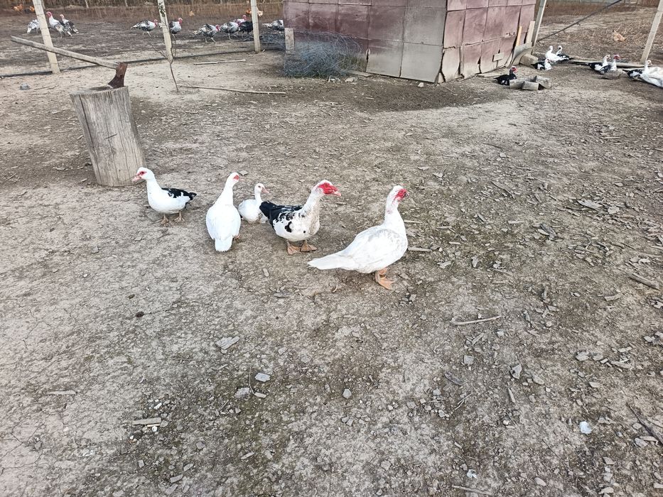 Vând rațe mute din Martie 2025 viu sau tăiat